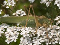 Tettigonia viridissima 29, Grote groene sabelsprinkhaan, Saxifraga-Jan van der Straaten