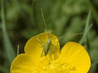 Tettigonia viridissima 3, Grote groene sabelsprinkhaan, Saxifraga-Pieter van Breugel