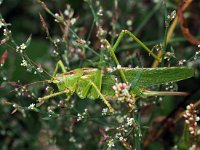 Tettigonia viridissima 30, Grote groene sabelsprinkhaan, Saxifraga-Hans Dekker