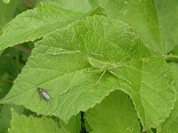 Tettigonia viridissima 31, Grote groene sabelsprinkhaan, Saxifraga-Ab H Baas