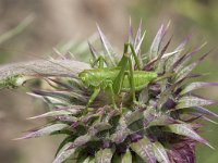 Tettigonia viridissima 32, Grote groene sabelsprinkhaan, female, Saxifraga-Paul Westrich