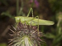 Tettigonia viridissima 33, Grote groene sabelsprinkhaan, female, Saxifraga-Paul Westrich