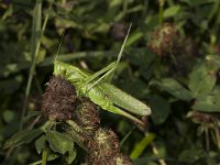 Tettigonia viridissima 34, Grote groene sabelsprinkhaan, female, Saxifraga-Paul Westrich