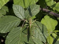 Tettigonia viridissima 35, Grote groene sabelsprinkhaan, Saxifraga-Willem van Kruijsbergen