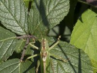 Tettigonia viridissima 36, Grote groene sabelsprinkhaan, Saxifraga-Willem van Kruijsbergen