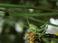 Tettigonia viridissima 5, Grote groene sabelsprinkhaan, Saxifraga-Pieter van Breugel