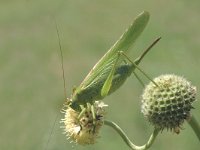 Tettigonia viridissima 6, Grote groene sabelsprinkhaan, Saxifraga-Marijke Verhagen