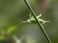 Tettigonia viridissima 7, Grote groene sabelsprinkhaan, Saxifraga-Luc Hoogenstein