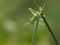 Tettigonia viridissima 8, Grote groene sabelsprinkhaan, Saxifraga-Luc Hoogenstein