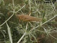 Tettigonia viridissima flava 20, Grote groene sabelsprinkhaan, Saxifraga-Rob Felix : Animalia, Arthropoda, Insecta, Orthoptera, animal, arthropod, dier, dieren, geleedpotige, geleedpotigen, grasshopper, insect, insecten, krekel, sprinkhaan, sprinkhanen en krekels