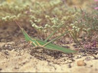 Truxalis nasuta 2, Saxifraga-Rob Felix