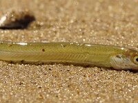 Ammodytes tobianus
