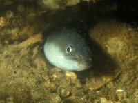 Anguilla anguilla, Common Eel