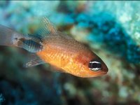 Apogon imberbis, Cardinal Fish