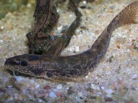 Barbatula barbatula, Stone Loach