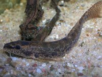 Barbatula barbatulus, Stone Loach