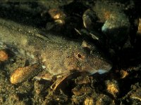 Callionymus lyra, Dragonet