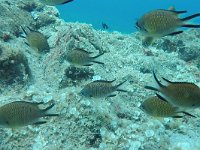 Chromis limbata