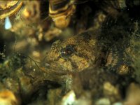 Cottus gobio 21, Rivierdonderpad, Saxifraga-Eric Gibcus