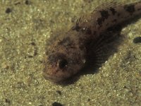 Cottus gobio 6, Rivierdonderpad, Saxifraga-Eric Gibcus