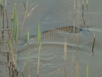 Cyprinus carpio