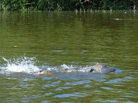 Cyprinus carpio 3, Karper, Saxifraga-Mark Zekhuis