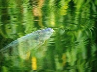 Cyprinus carpio 5, Karper, Saxifraga-Bart Vastenhouw