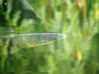 Cyprinus carpio 9, Karper, Saxifraga-Bart Vastenhouw