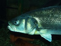 Dicentrarchus labrax, European Seabass