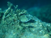 Diplodus puntazzo, Sea Bream