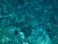 Diplodus sargus, White Seabream