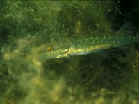 Esox lucius 13, Snoek, Saxifraga-Eric Gibcus