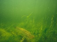 Esox lucius 16, Snoek, Saxifraga-Eric Gibcus