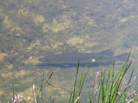 Esox lucius 17, Snoek, Saxifraga-Mark Zekhuis