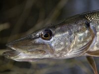 Esox lucius 3, Snoek, Saxifraga-Mark Zekhuis