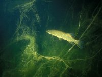 Esox lucius 9, Snoek, Saxifraga-Eric Gibcus