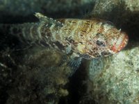 Gobius geniporus, Slender Goby