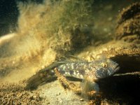 Gobius niger 12, Zwarte Grondel, Saxifraga-Eric Gibcus