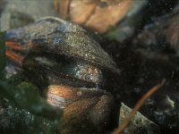 Gobius niger 17, Zwarte Grondel, Saxifraga-Eric Gibcus