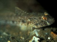 Gobius niger 20, Zwarte Grondel, Saxifraga-Eric Gibcus