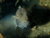 Gobius niger 25, Zwarte Grondel, Saxifraga-Eric Gibcus