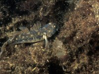 Gobius niger 9, Zwarte Grondel, Saxifraga-Eric Gibcus