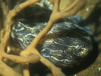 Liparis liparis, Sea Snail