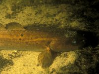 Lota lota, Burbot