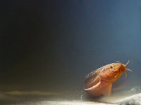 Weather loach in a beam of sunlight  European weather loach (Misgurnis fossilis) in a beam of sunlight : Cobitidae, animal, aqua, aquarium, aquatic, europe, european, exotic, fauna, fish, fishing, food, freshwater, lake, loach, marine, misgurnus, misgurnus fossilis, mud loach, nature, object, ocean, pet, pond, pond loach, river, silhouette, sushi, swim, tank, themes, underwater, weather loach, weatherfish, wildlife