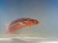 Portrait of European weather loach  Portrait of European weather loach (Misgurnis fossilis) : Cobitidae, animal, aqua, aquarium, aquatic, europe, european, exotic, fauna, fish, fishing, food, freshwater, lake, loach, marine, misgurnus, misgurnus fossilis, mud loach, nature, object, ocean, pet, pond, pond loach, river, silhouette, sushi, swim, tank, themes, underwater, weather loach, weatherfish, wildlife