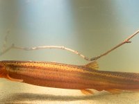 Overview of a European weather loach  Overview of a European weather loach (Misgurnis fossilis) in natural habitat : Cobitidae, animal, aqua, aquarium, aquatic, europe, european, exotic, fauna, fish, fishing, food, freshwater, lake, loach, marine, misgurnus, misgurnus fossilis, mud loach, nature, object, ocean, pet, pond, pond loach, river, silhouette, sushi, swim, tank, themes, underwater, weather loach, weatherfish, wildlife