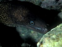 Muraena helena, Moray Eel