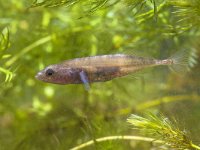 Male Ninespine Stickleback  Ninespine Stickleback Freshwater Fish (Pungitius pungitius) in Natural Habitat : Netherlands, animal, aquarium, aquatic, background, behavior, black, chordate, culaea, display, dorsal, drawing, egg, environment, fauna, fin, fish, gasterosteidae, gasterosteus, green, ichthyes, ichthyological, ichthyology, kidneys, larvae, macro, male, mating, natural, nature, nest, old, picture, pisces, protect, protectional, pungitius, spine, stickle, stickleback, submersed, swimming, territorial, territory, vegetation, vertebrate, water, white, wildlife, zoology