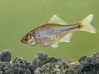 Rhodeus amarus